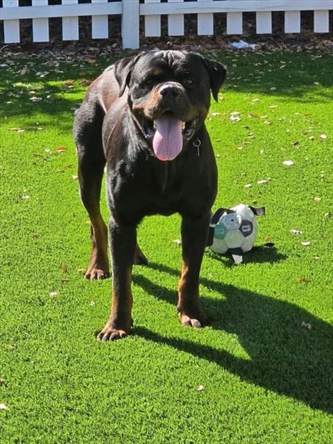 Photo of Buddy, adoptable Rottweiler in Sacramento, California