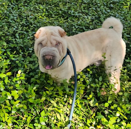 Photo of Chase, adoptable Chinese Shar-Pei in Tucson, Arizona