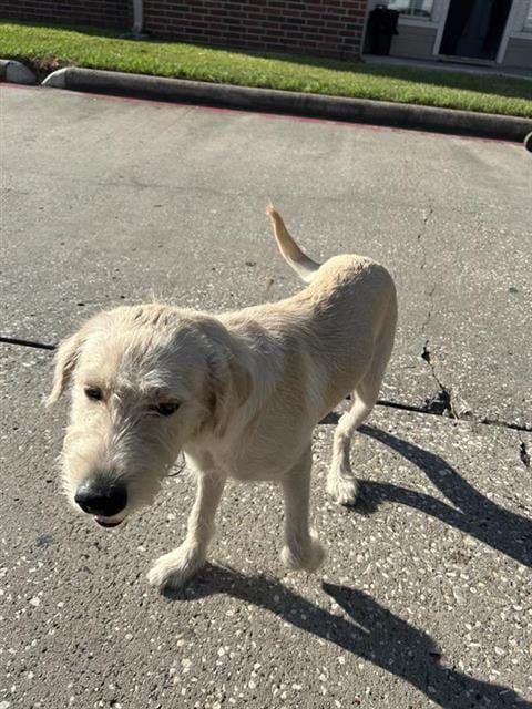 Photo of A663145, adoptable Giant Schnauzer in Houston, Texas