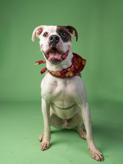 Photo of Crew, adoptable dog in Atlanta, Georgia