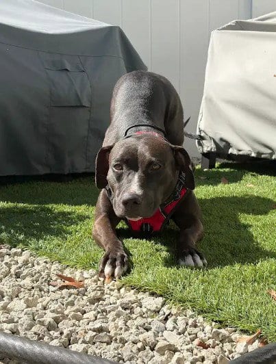 Photo of Nina, adoptable Pit Bull Terrier in Miami, Florida