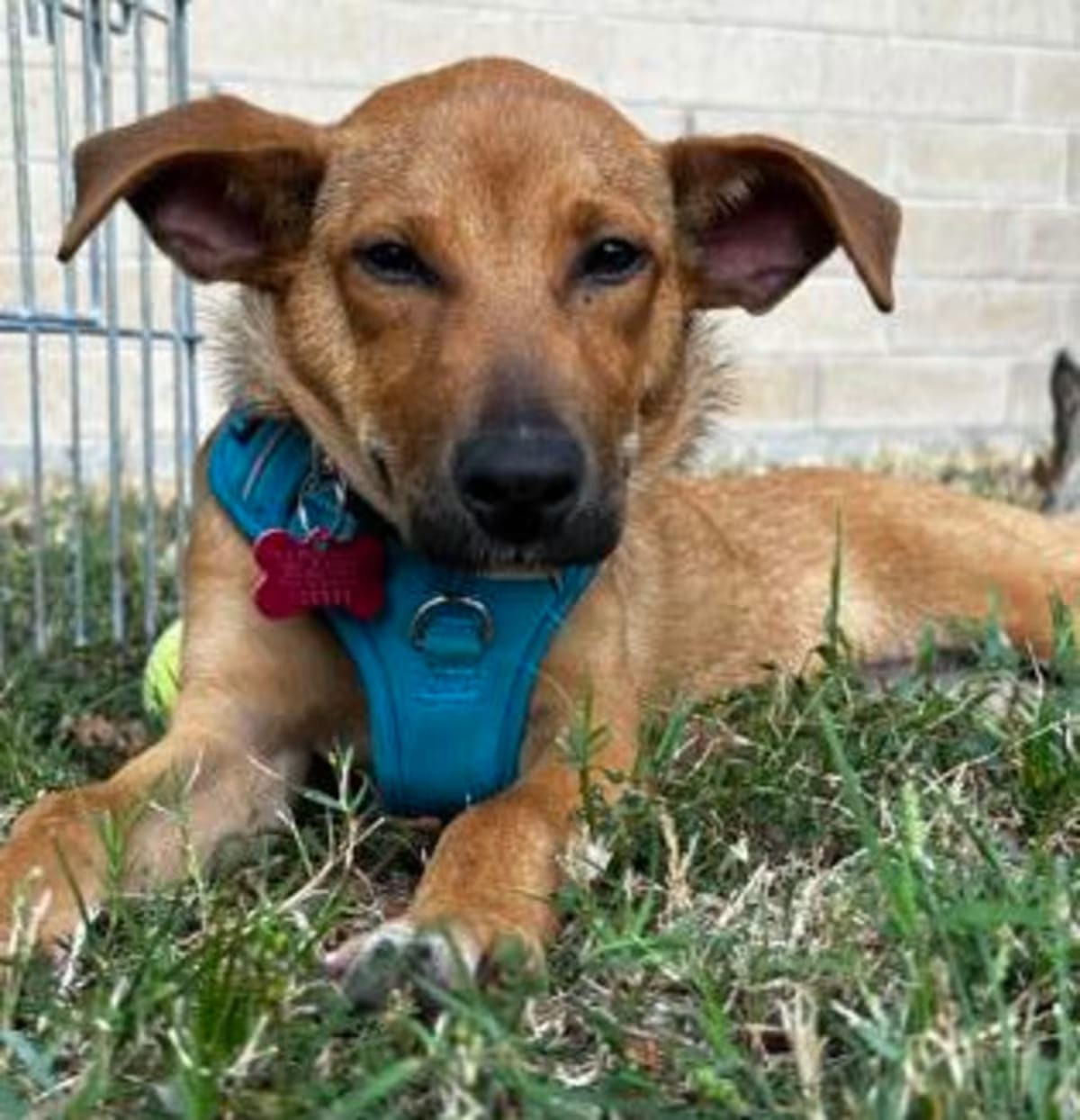 Photo of Mary Poppins, adoptable Terrier (Unknown Type, Medium) in New Orleans, Louisiana