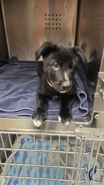 Photo of Judy, adoptable Labrador Retriever in Rancho Cucamonga, California