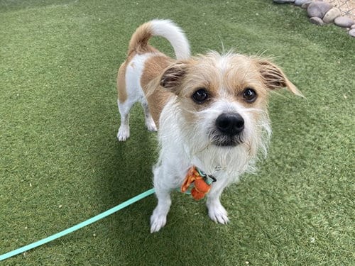 Photo of Edamame, adoptable Cairn Terrier in Phoenix, Arizona