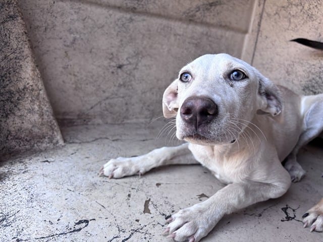 Photo of Snow, adoptable Labrador Retriever mix in Oklahoma City, Oklahoma