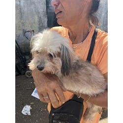 Photo of Honey, adoptable Maltese in Doral, Florida