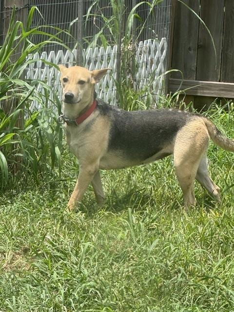 Photo of Lori, adoptable German Shepherd Dog mix in Houston, Texas