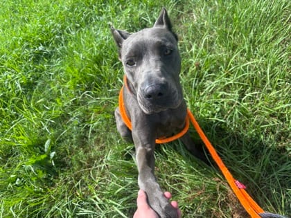 Photo of Sapphire, adoptable Cane Corso in New Orleans, Louisiana