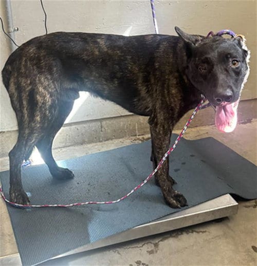 Photo of Cantiflas, adoptable Dutch Shepherd in Camarillo, California