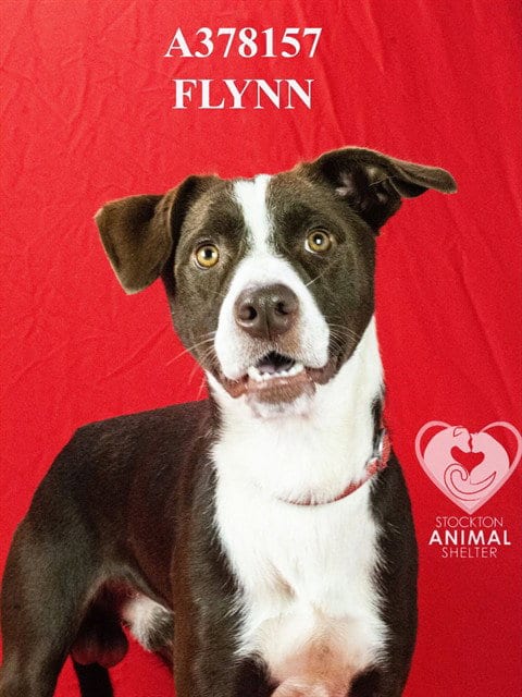 Photo of Flynn, adoptable Border Collie in Stockton, California