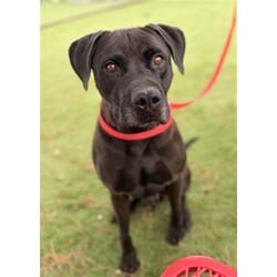 Photo of Mark, adoptable American Pit Bull Terrier in San Bernardino, California