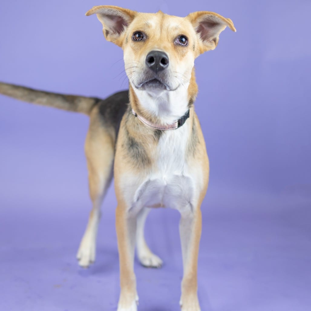 Photo of Emi, adoptable Mixed Breed (Small) in Portland, Oregon