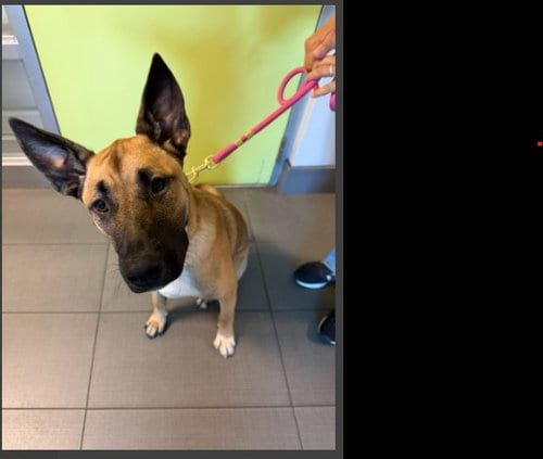 Photo of Sadie, adoptable German Shepherd Dog in Rancho Cucamonga, California