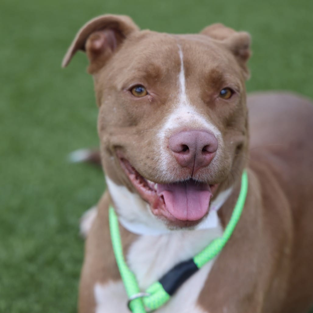 Photo of Bella, adoptable Mixed Breed (Large) in Spartanburg, South Carolina