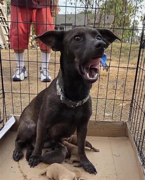 Photo of Gorgina, adoptable Chihuahua in San Antonio, Texas
