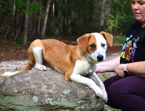 Photo of Korbin, adoptable Hound in Willingboro, New Jersey
