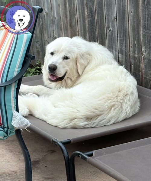 Photo of Lucas, adoptable Great Pyrenees in Spring, Texas