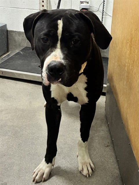 Photo of Tony T, adoptable American Bulldog in Forestville, Maryland