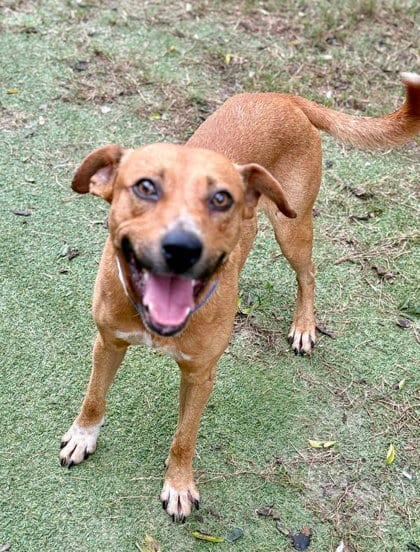 Photo of Barkansas, adoptable Miniature Pinscher in Inverness, Florida