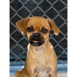Photo of Cheri, adoptable Pug in Fresno, California