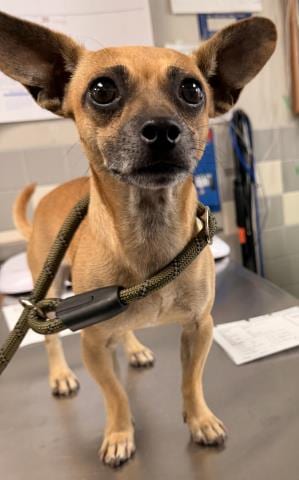 Photo of Max, adoptable Chihuahua in San Pedro, California