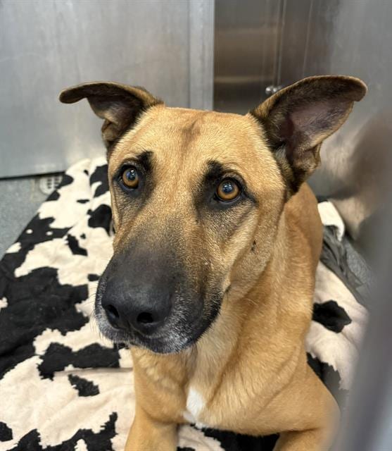 Photo of Ranger, adoptable Mixed Breed
