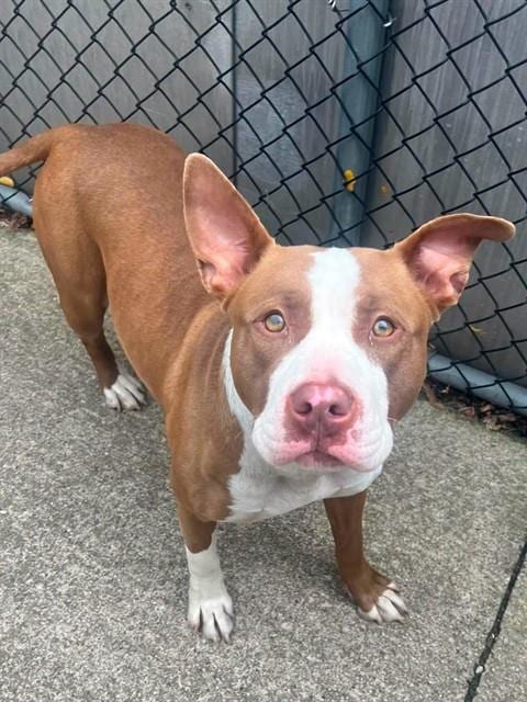 Photo of Ro Ro, adoptable American Pit Bull Terrier in Chicago, Illinois