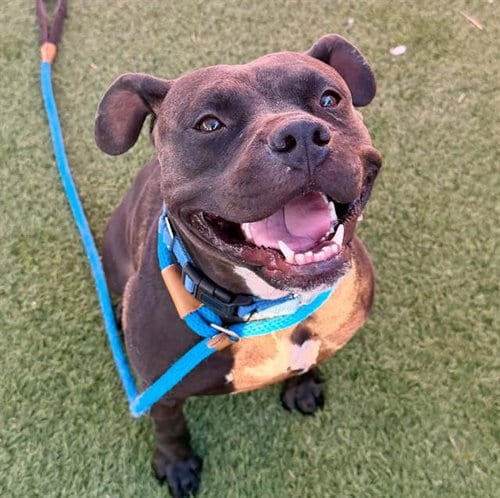 Photo of Brookyn, adoptable Pit Bull Terrier in Las Vegas, Nevada
