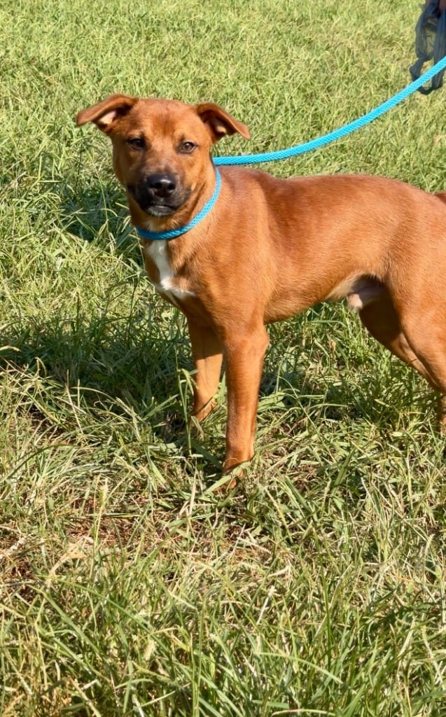 Photo of Lil Dan, adoptable Mixed Breed in Chickamauga, Georgia