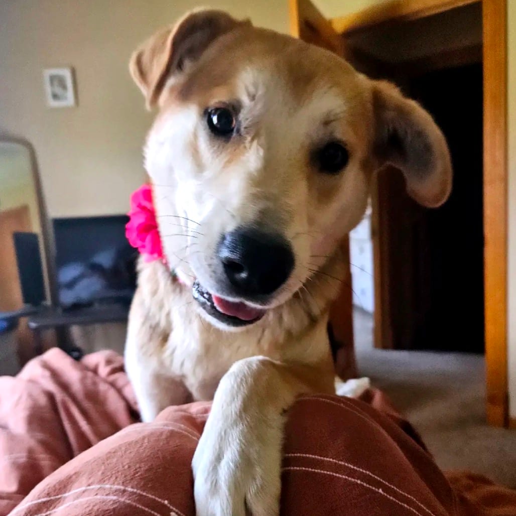 Photo of Dumpling D12676, adoptable Shepherd, German / Retriever, Labrador in Princeton area, Minnesota