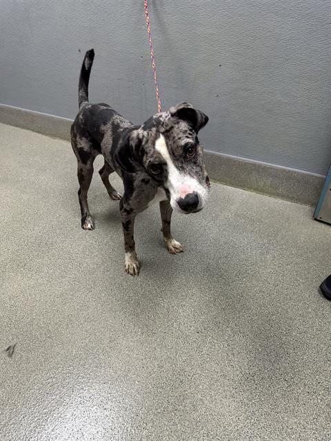 Photo of Pup Pup, adoptable Pit Bull Terrier in Las Vegas, Nevada