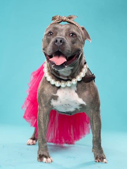 Photo of Candy, adoptable dog in Atlanta, Georgia