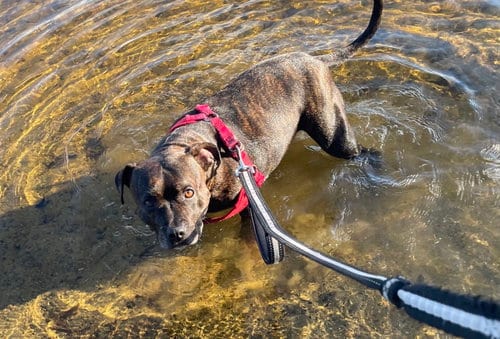 Photo of Shasta- Pocket Princess! LOVES WATER, adoptable Pit Bull Terrier in Clarkston, Michigan