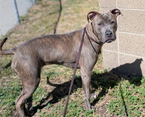 Photo of Princess Leia, adoptable American Pit Bull Terrier in Denver, Colorado