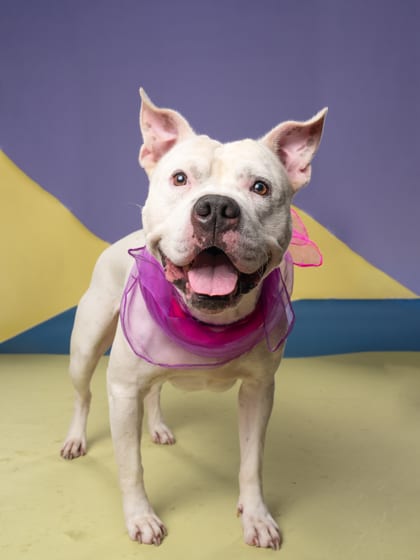 Photo of Regigigas, adoptable dog in Atlanta, Georgia