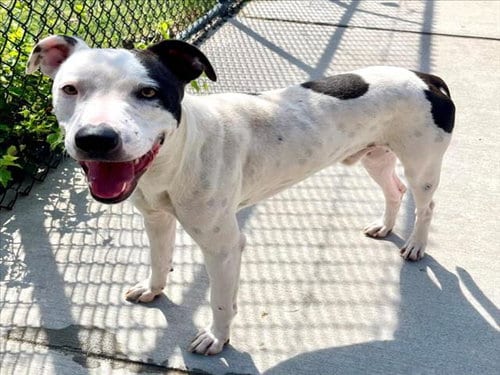 Photo of Rambo, adoptable Pit Bull Terrier in Tulsa, Oklahoma