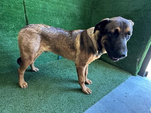 Photo of Makani, adoptable German Shepherd Dog in Lancaster, California
