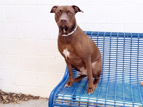 Photo of Red, adoptable American Pit Bull Terrier in Phoenix, Arizona