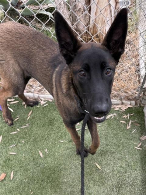 Photo of Pia, adoptable Belgian Shepherd Malinois in Los Angeles, California