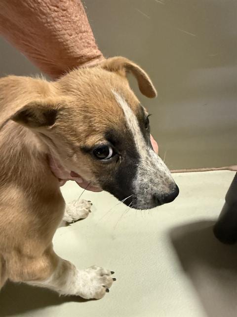 Photo of Ginger, adoptable Husky in Bakersfield, California