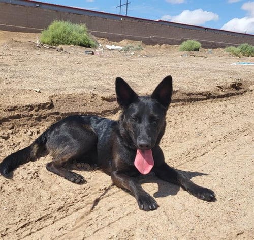Photo of Kate, adoptable German Shepherd Dog in Albuquerque, New Mexico