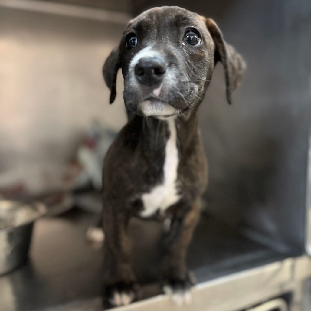 Photo of Mc Fly, adoptable Terrier / Mix in San Antonio, Texas