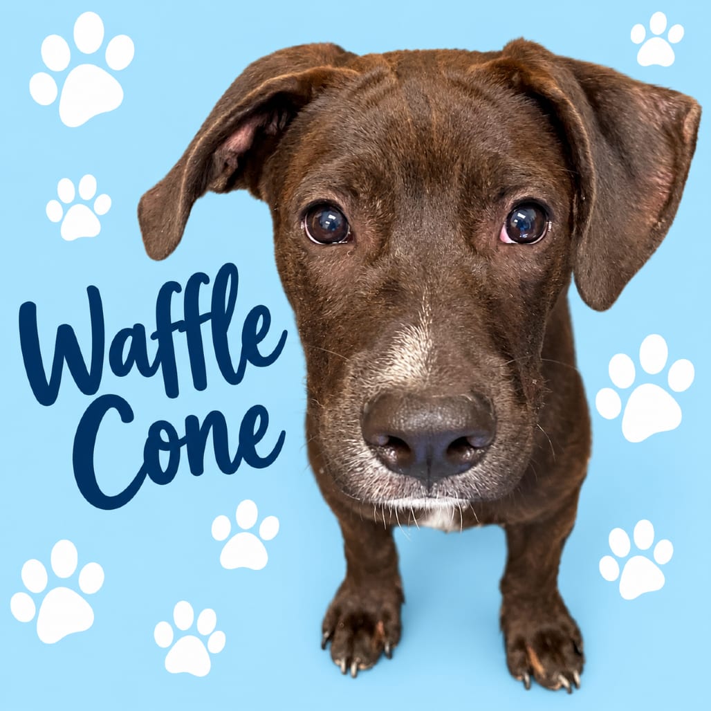 Photo of Waffle Cone, adoptable dog