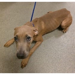Photo of Ash, adoptable Terrier (Unknown Type, Medium) in Doral, Florida