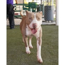 Photo of Eggnog, adoptable American Pit Bull Terrier in Doral, Florida