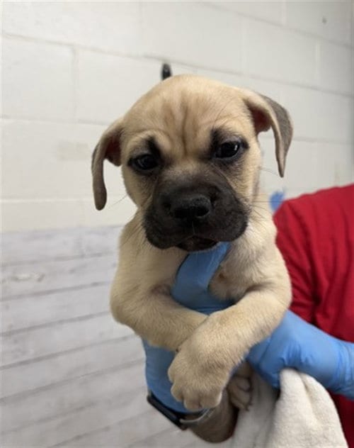Photo of Brutus, adoptable Mastiff in San Bernardino, California