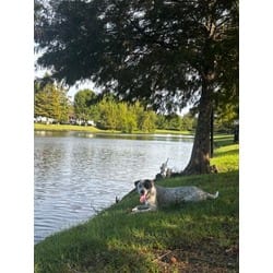 Photo of Lane Sniffin, adoptable Mixed Breed (Medium) in Baton Rouge, Louisiana