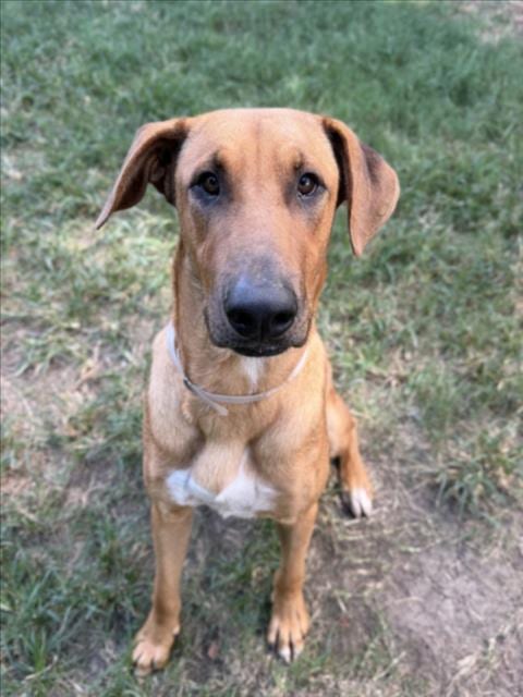 Photo of Sir Davis, adoptable Rhodesian Ridgeback in Houston, Texas