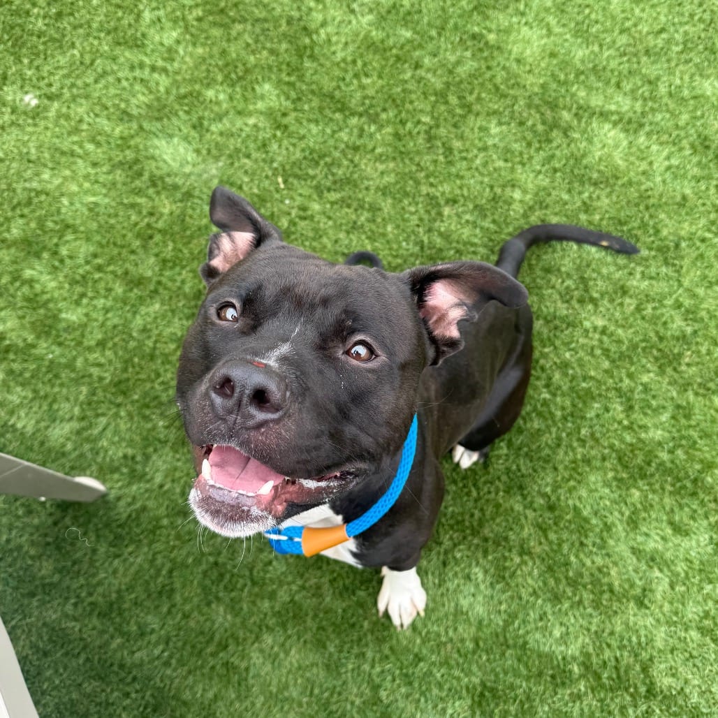 Photo of Thunder (real name) Papa Bear RAC 26R09398, adoptable Terrier, Pit Bull in Hayden, Idaho