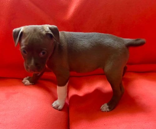 Photo of Babs, adoptable Pit Bull Terrier in Waverly, Tennessee